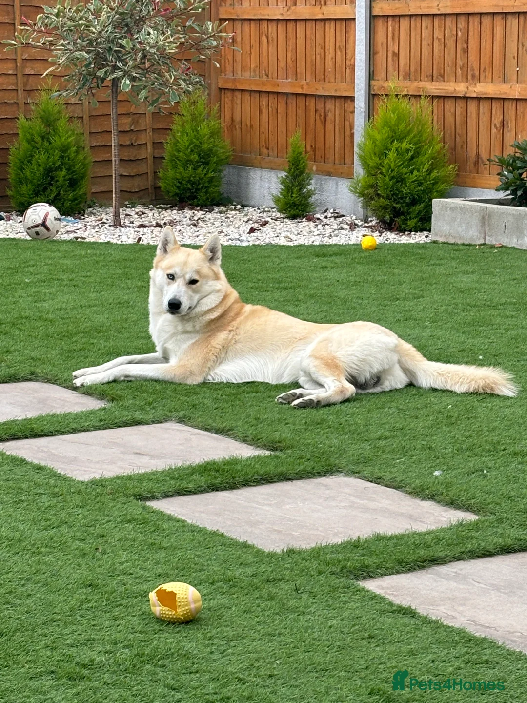 Siberian Husky dogs for stud: Siberian Husky for Stud in Wrexham - Advert 2