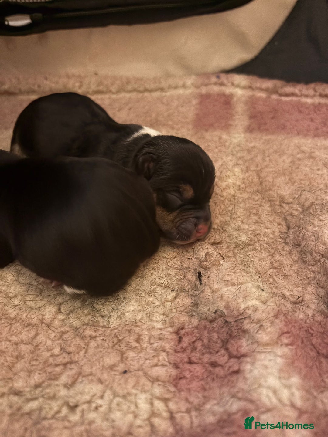 Jack Russell dogs for sale: Jack Russel pups - Advert 9