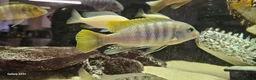 Cichlids fish for sale: Assorted cichlids and sizes - Advert 12