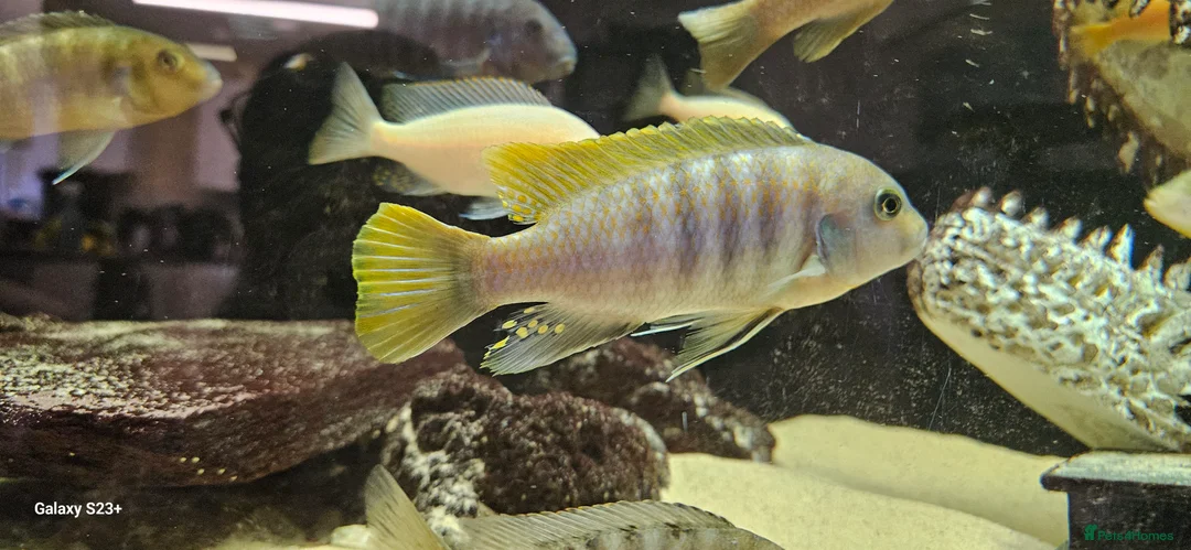 Cichlids fish for sale: Assorted cichlids and sizes - Advert 12