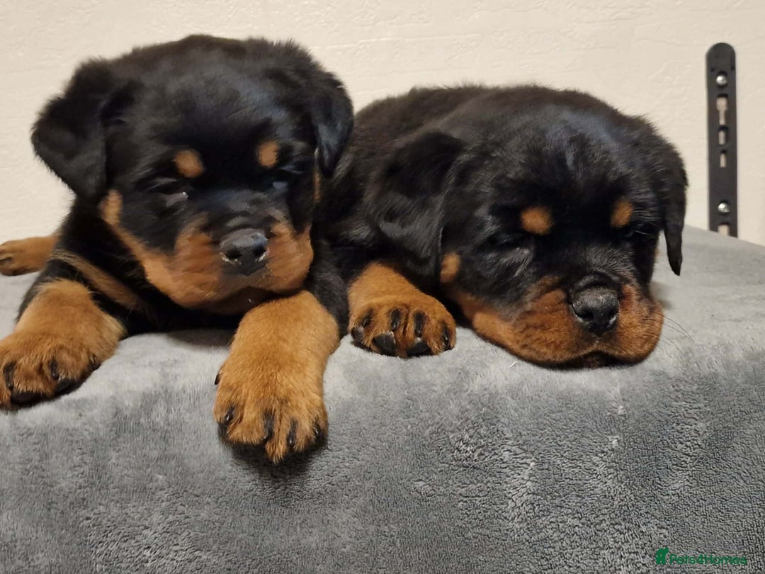 Rottweiler dogs for sale: Rottweiler pups - Advert 5