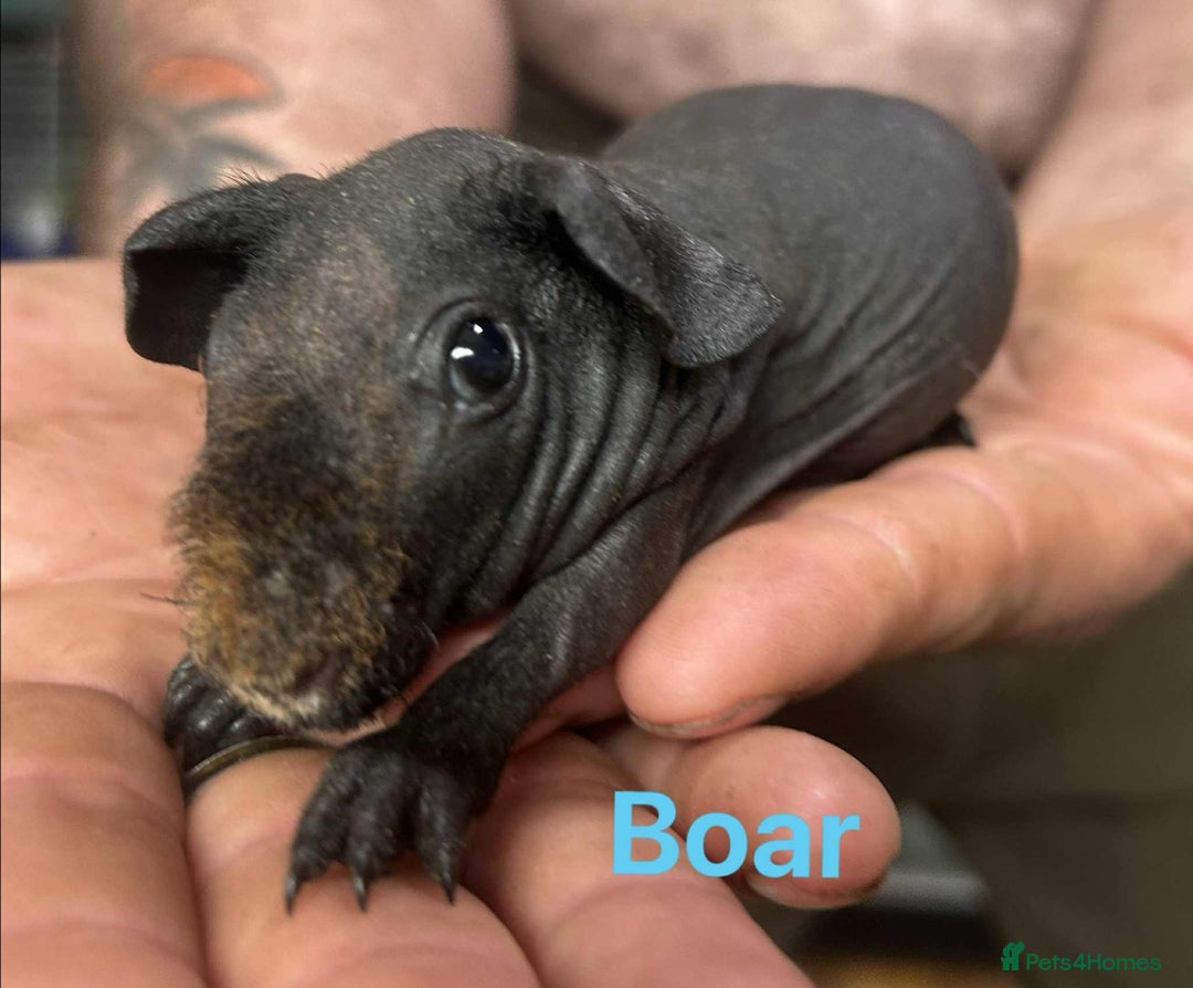 Guinea Pig rodents for sale: Skinny Pig Boars  - Image 1