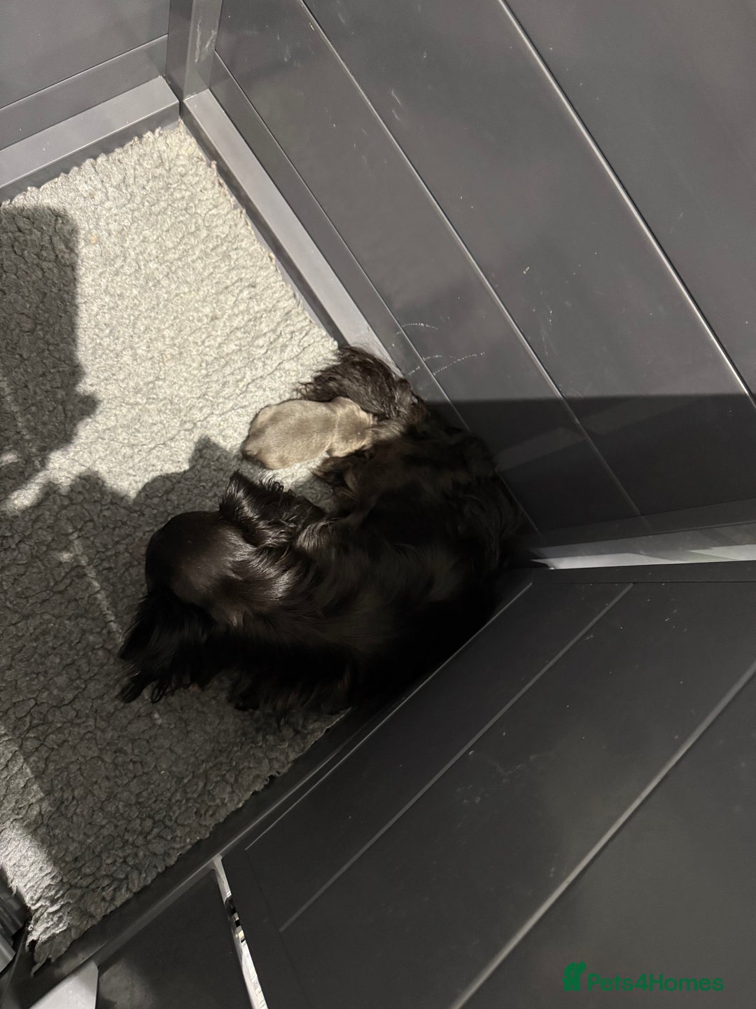 Chihuahua dogs for sale: Stunning chihuahua litter  - Image 27