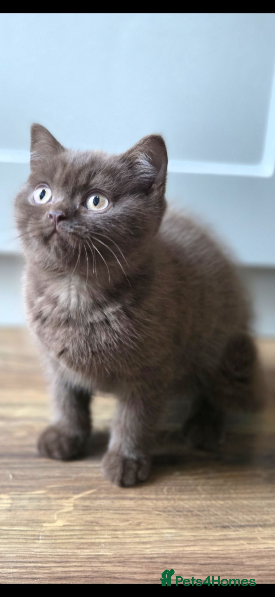 British Shorthair cats Chocolate & Cinnamon ⭐ British Shorthair Kittens  - Advert 2