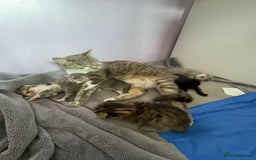 Domestic Shorthair cats for sale: Grey Tabby Kitten - Image 10