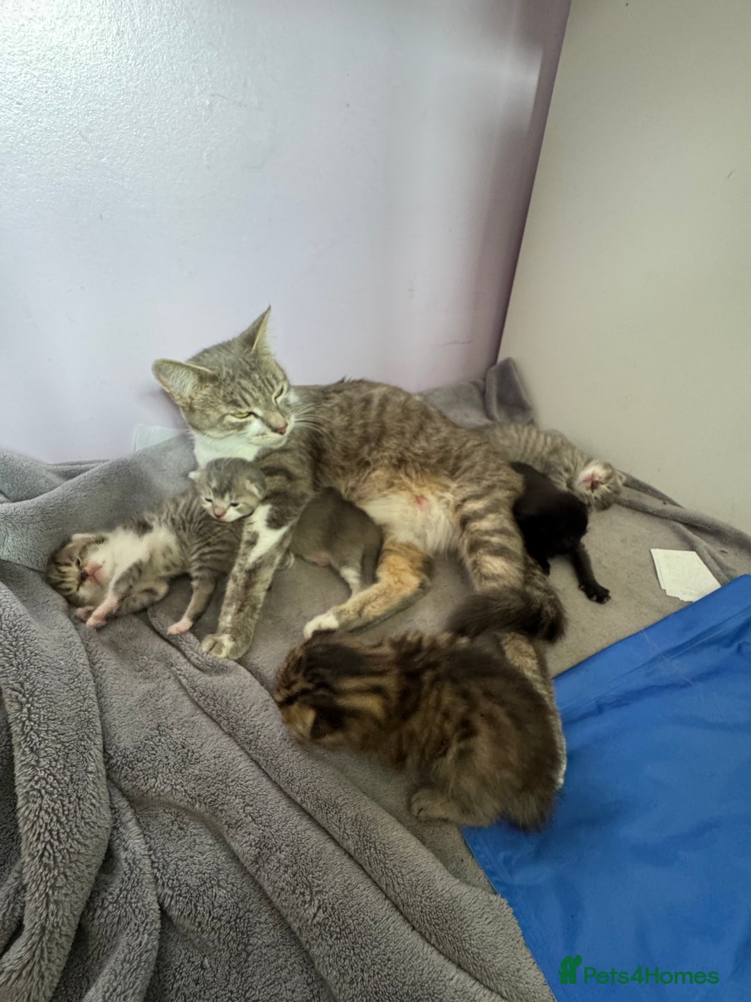 Domestic Shorthair cats for sale: Grey Tabby Kitten - Image 10