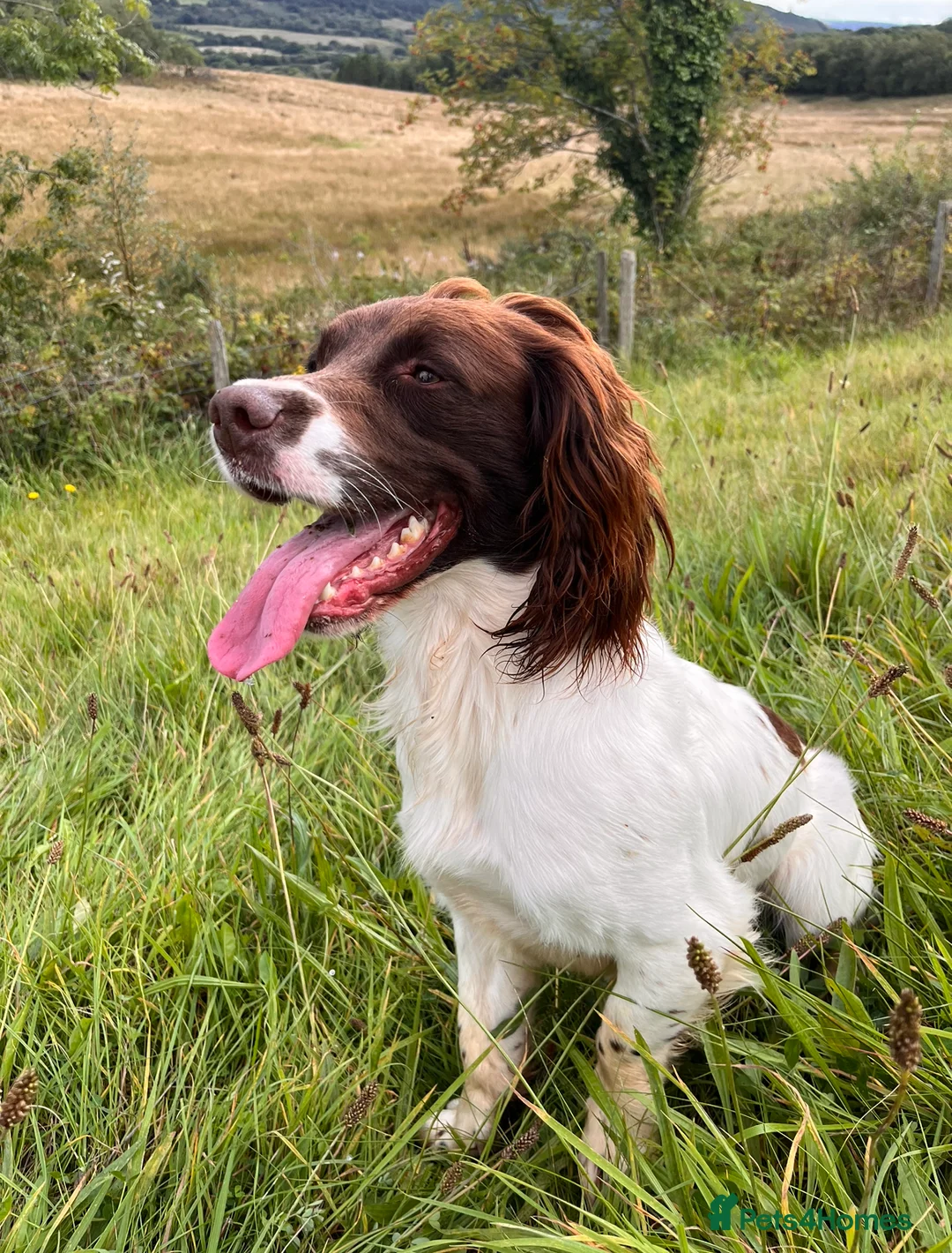 English Springer Spaniel dogs for stud: Proven Liver & White English Springer Spaniel Stud in Swansea - Advert 6