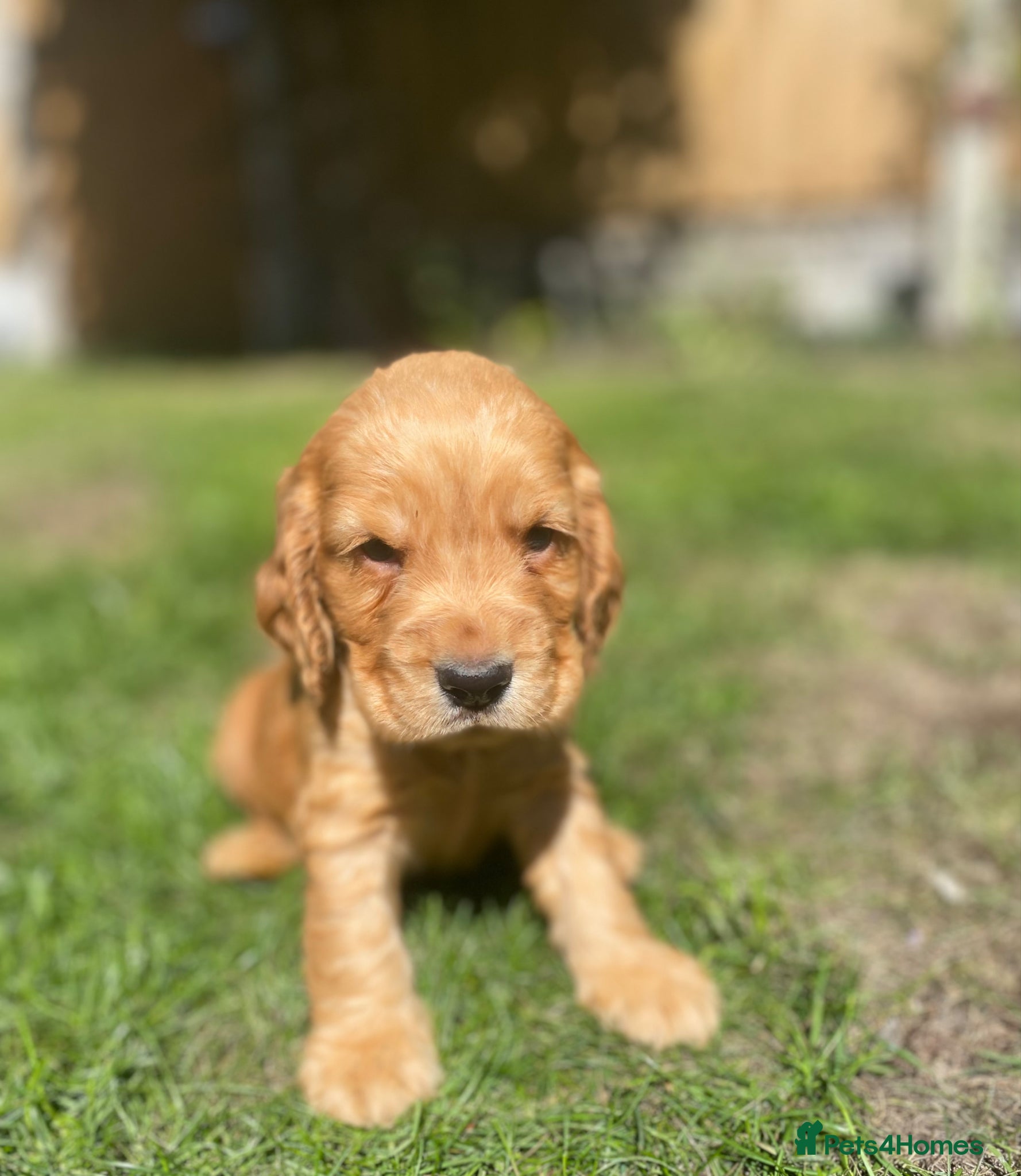 Cocker Spaniel dogs for sale: KC Reg Show Type Cocker Spaniel puppies - Advert 1