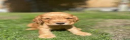 Cocker Spaniel dogs for sale: KC Reg Show Type Cocker Spaniel puppies - Advert 19