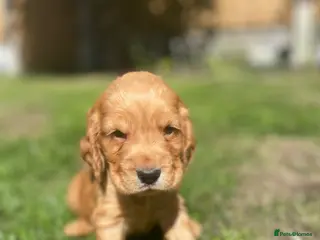 Cocker Spaniel dogs for sale: KC Reg Show Type Cocker Spaniel puppies - Advert 1