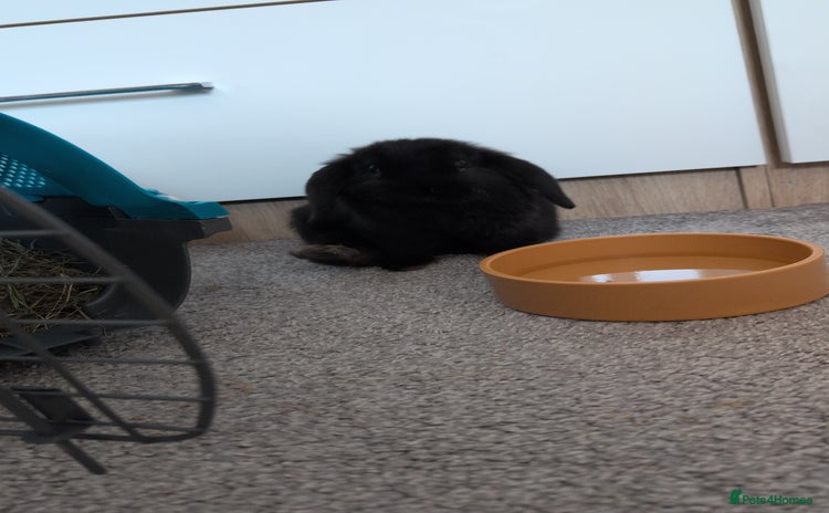 English Lop rabbits Rabbit and guineapigs - Advert 1