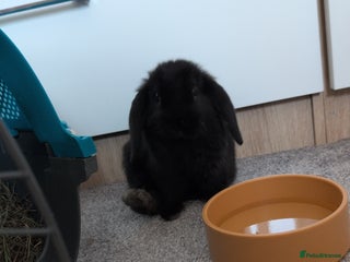 English Lop rabbits Rabbit and guineapigs - Advert 1