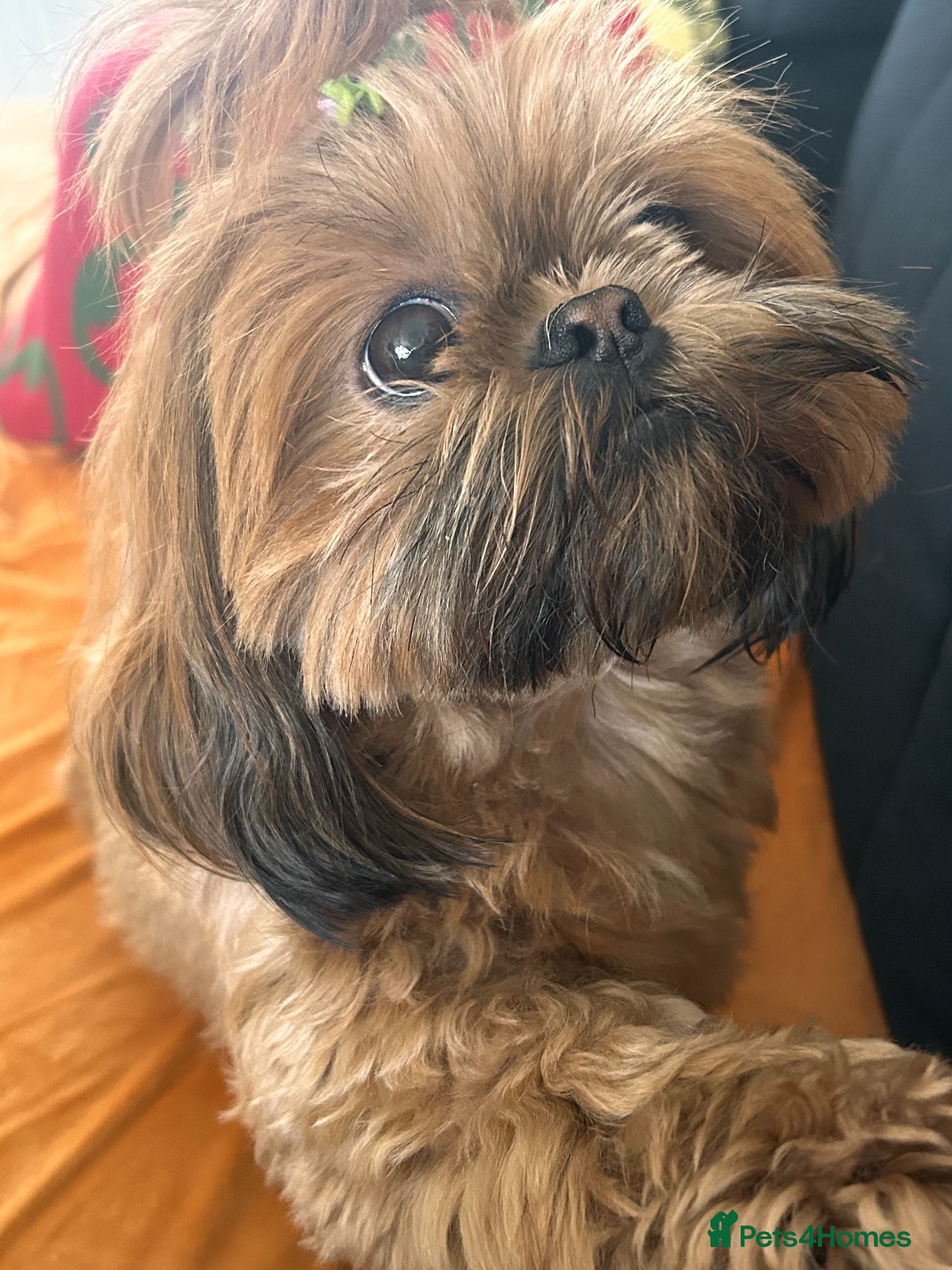 Shih Tzu dogs 🐾 Beautiful Shih Tzu Puppies Available 🐾 - Advert 1