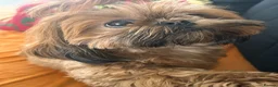 Shih Tzu dogs for sale: 🐾 Beautiful Shih Tzu Puppies Available 🐾 - Advert 1