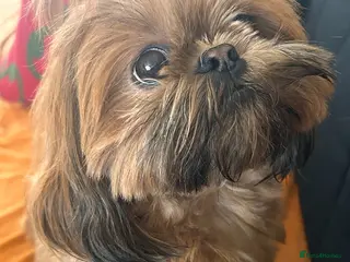 Shih Tzu dogs 🐾 Beautiful Shih Tzu Puppies Available 🐾 - Advert 1