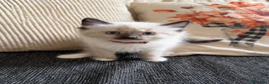 Male Ragdoll 