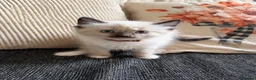 Ragdoll cats for sale: 2 ragdoll kittens.  One male and one female.  - Advert 2