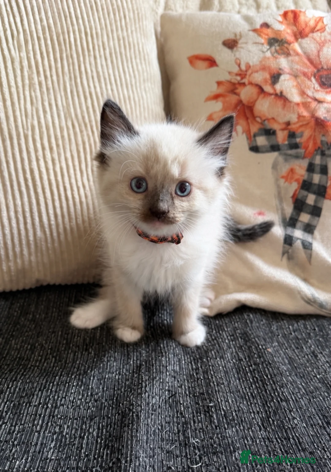 Ragdoll cats for sale: 2 ragdoll kittens.  One male and one female.  - Advert 2