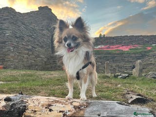 Chihuahua dogs Proven Chihuahua stud in Newport - Advert 5