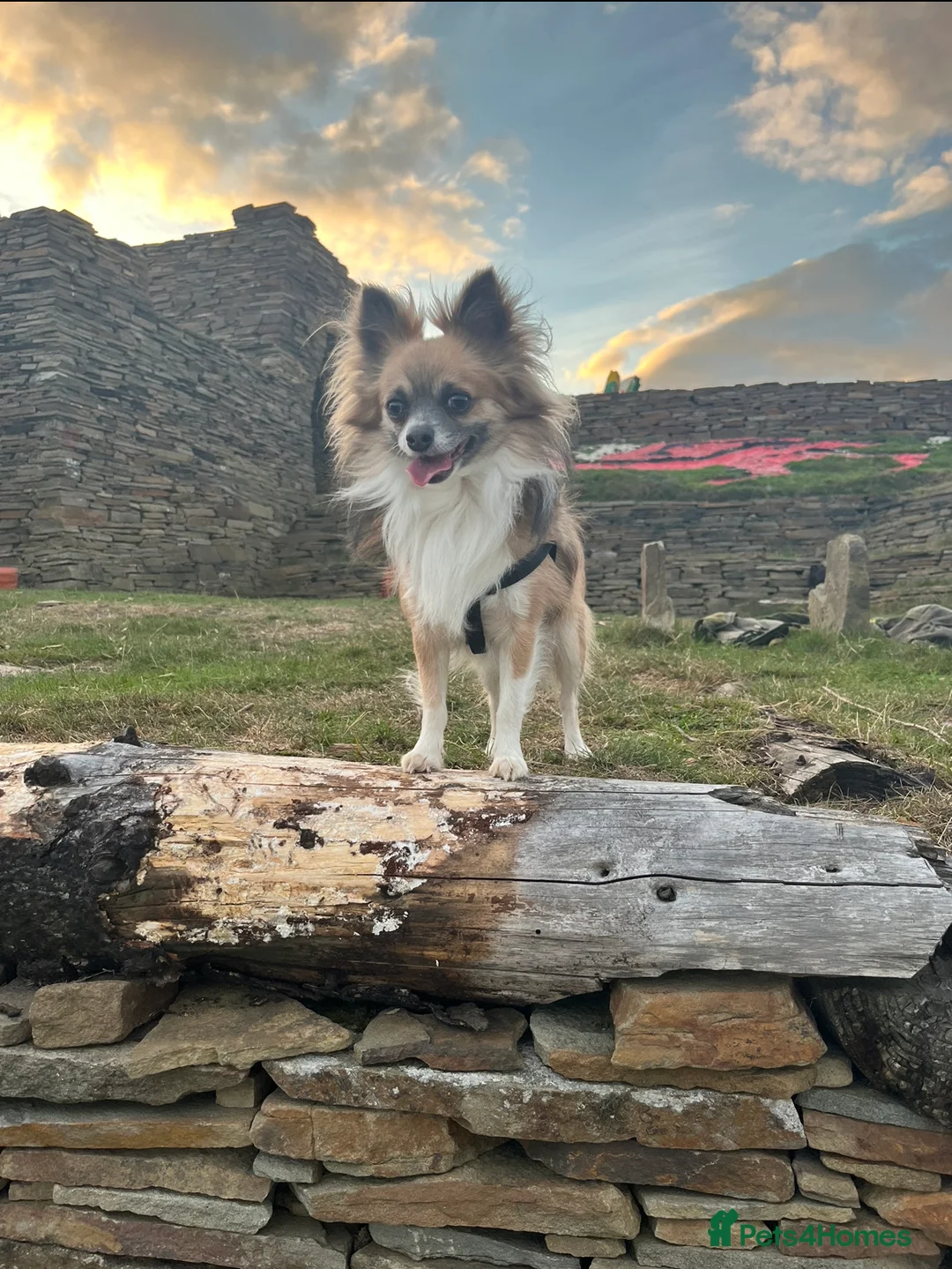 Chihuahua dogs for stud: Proven Chihuahua stud in Newport - Advert 1