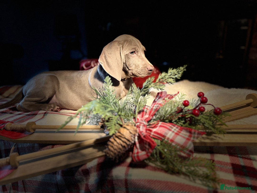 Weimaraner dogs for sale: ✨READY NOW✨ LAST FEW GIRLS✨ KC Reg Pups  ✨ - Advert 18