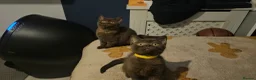 British Shorthair cats for sale: ✨ Stunning British Shorthair Available Vaccinated✨ - Advert 8