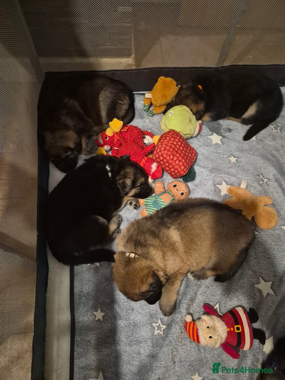 German Shepherd dogs for sale: 8 beautiful GSD puppies for sale  - Advert 11