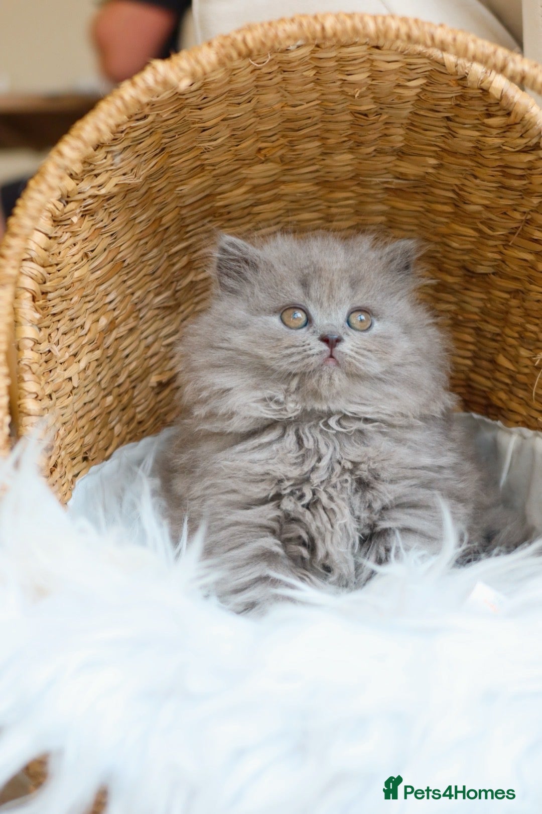 British Longhair cats Stunning Blue British Longhair Girl Kitten - Reg - Advert 1