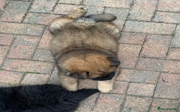 Chow Chow dogs for sale: 🩷🩵🩷Five beautiful girl & boy chow chows 🩵🩷 - Image 24
