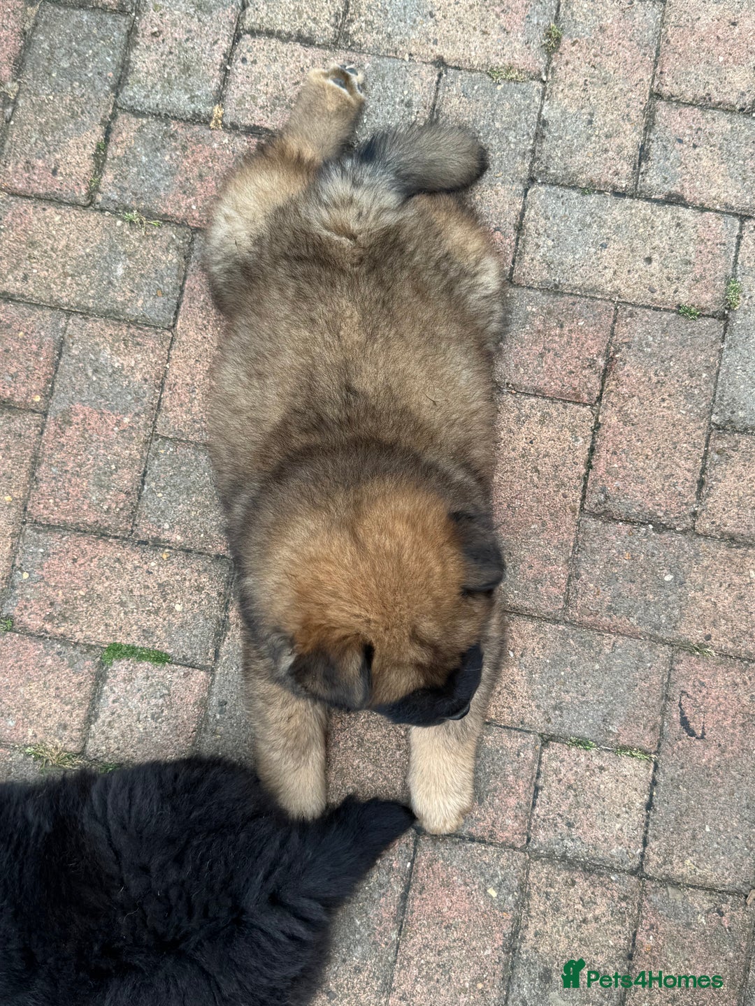 Chow Chow dogs for sale: 🩷🩵🩷Five beautiful girl & boy chow chows 🩵🩷 - Image 24