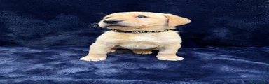 Labrador Retriever Puppy 1