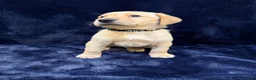 Labrador Retriever dogs for sale: Working Labrador Puppies in Leatherhead - Advert 11