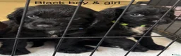 Cocker Spaniel dogs for sale: Cocker Spaniel Puppies - Advert 25