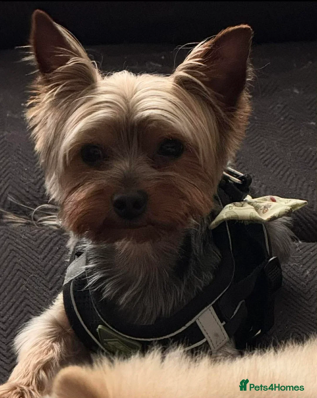 Yorkshire Terrier dogs for sale: Yorkshire Terrier - Advert 4