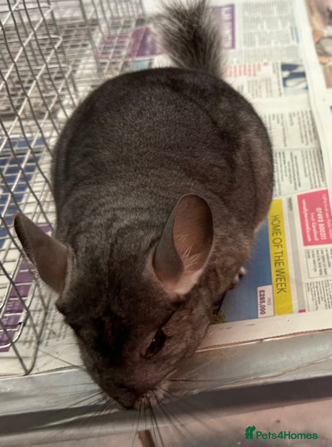 Chinchilla rodents for sale: Lola, beautiful Standard girl, lovely temperament - Advert 8