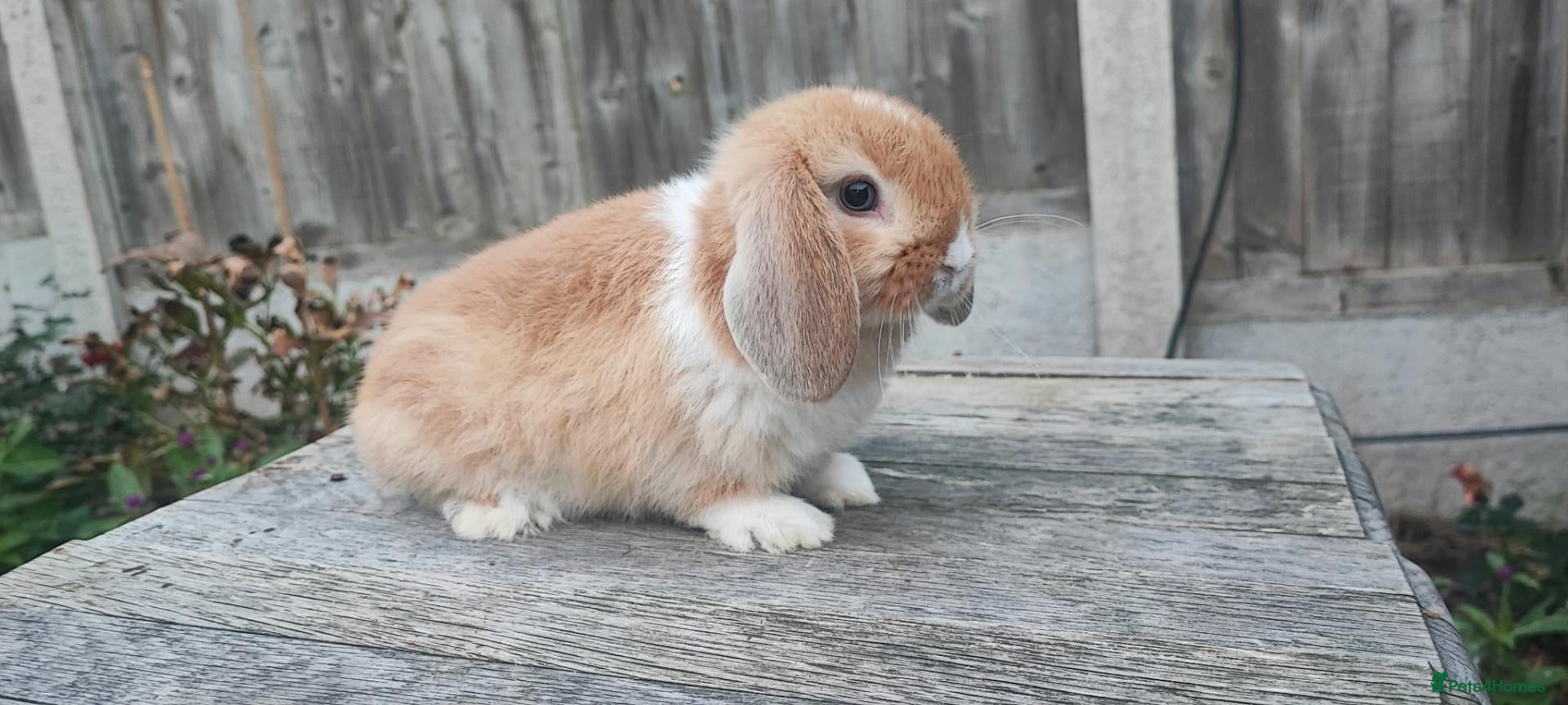 Mini Lop rabbits Minilop bunnies and Adult Female  - Advert 2