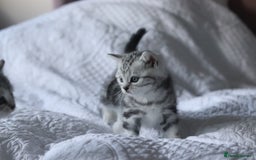 British Shorthair cats for sale: GCCF British Shorthair Silver Kittens - Advert 15