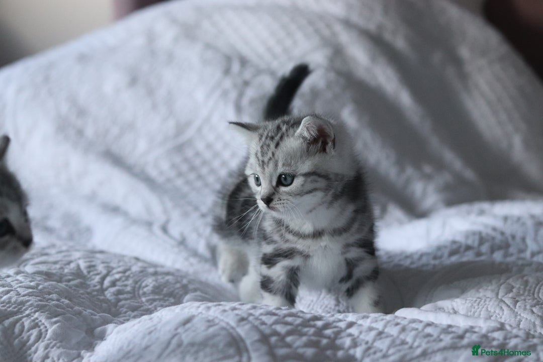 British Shorthair cats for sale: GCCF British Shorthair Silver Kittens - Advert 15