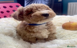 Maltipoo dogs for sale: Toy Maltipoo puppies  - Image 19