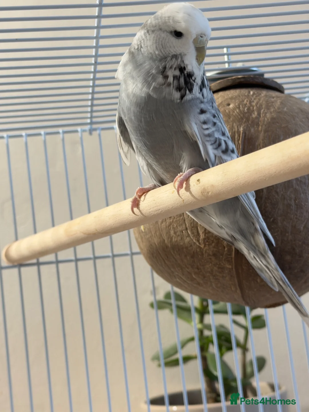 Budgerigars birds for sale: Beautiful Female Budgie – 2025 Rung - Advert 2