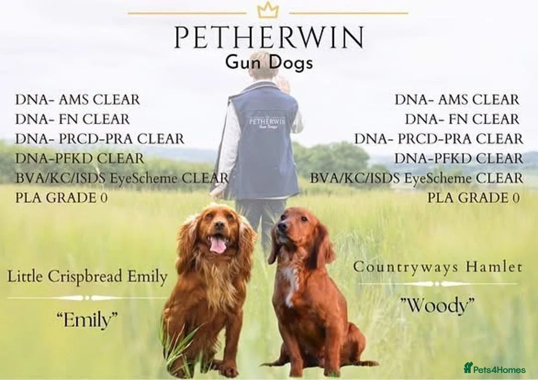 Cocker Spaniel dogs for sale: Beautiful Golden Girl  - Advert 10