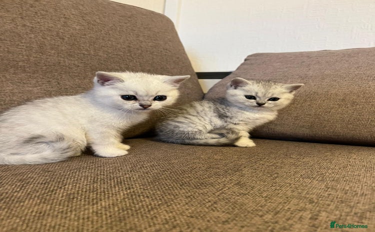 British Shorthair cats - Advert 11