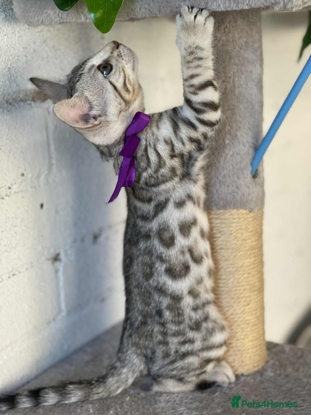 Bengal cats for sale: 🐾 Pedigree tica registered Bengal Kittens - Image 2