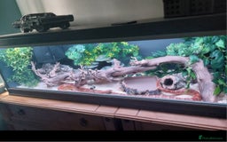 Corn Snake reptiles for sale: CB17 Carolina cornsnake and full set up - Image 1