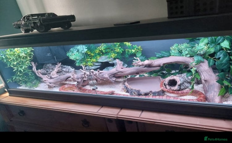 Corn Snake reptiles - Advert 1