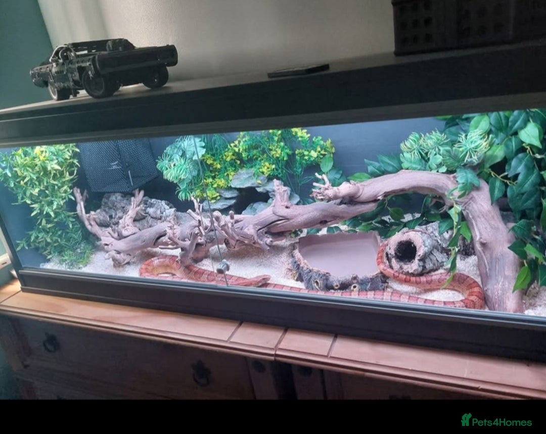 Corn Snake reptiles for sale: CB17 Carolina cornsnake and full set up - Image 1