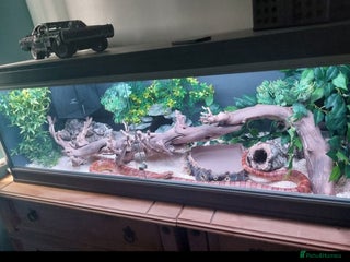 Corn Snake reptiles - Advert 27