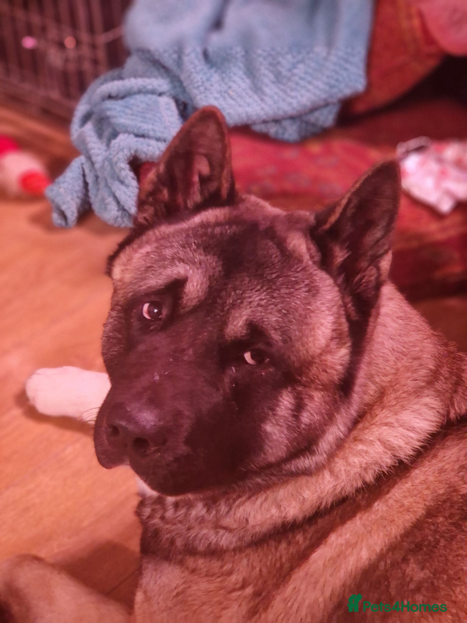 Akita dogs Amercian akita needs new home - Advert 9
