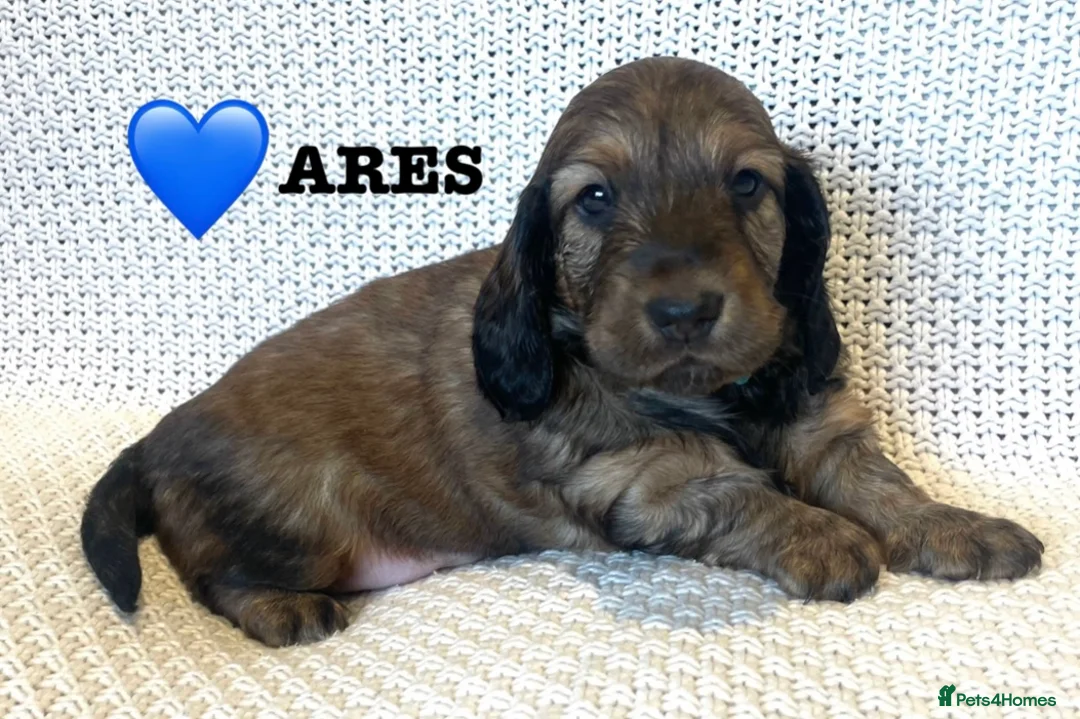 Dachshund dogs for sale: 5 KC Standard Long Hair Dachshunds - Advert 13