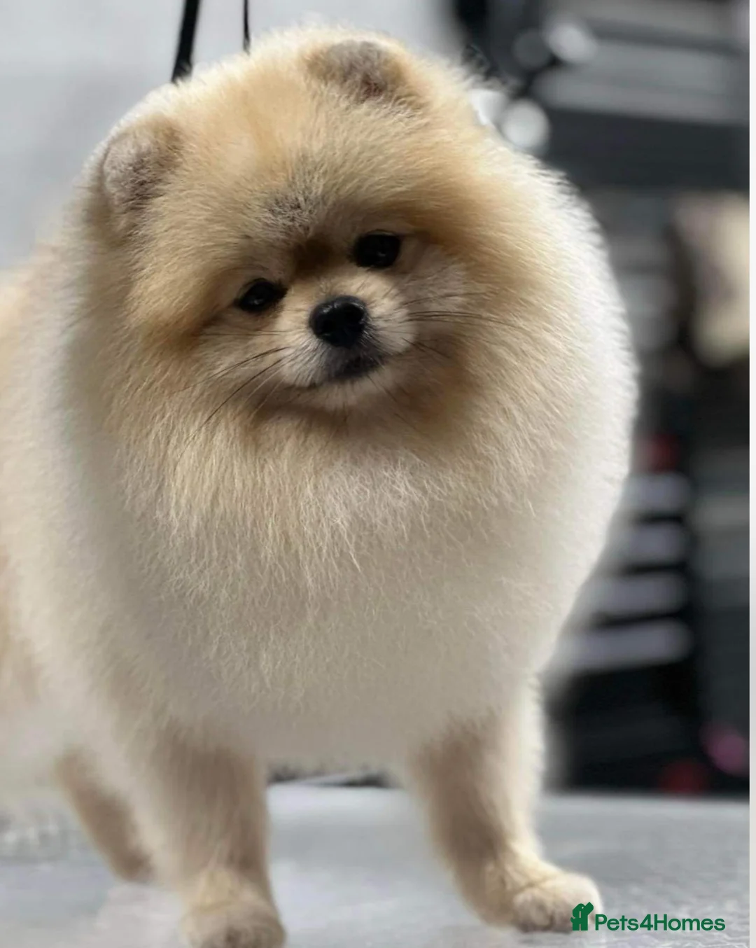 Pomeranian dogs for stud: Stunning Cream Sable boy for stud  in Prudhoe - Advert 2